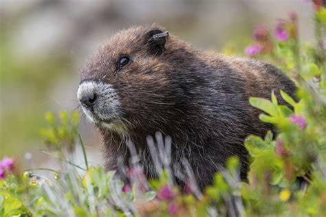 Bringing the endangered Vancouver Island marmot back from the brink ...