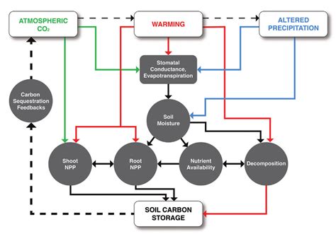 5. Interacting Effects of Rising Atmospheric Carbon Dioxide (CO 2 ),... | Download Scientific ...