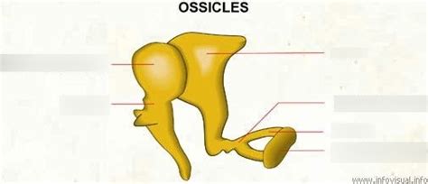 Ossicles Diagram | Quizlet