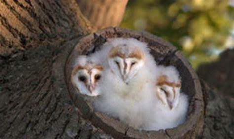 Fluffy baby owls find their wings | Weird | News | Express.co.uk