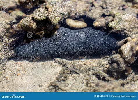 Black sea cucumber stock image. Image of nature, chinese - 223950143