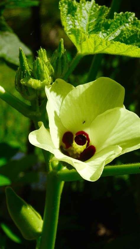 Okra flowers from my vegetable garden Okra, Vegetable Garden, Hibiscus, Vegetables, Plants ...