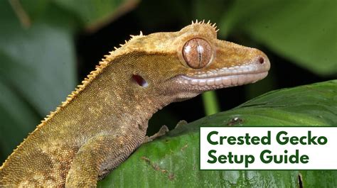 Setting up a Crested Gecko Habitat (Step-by-Step Guide)