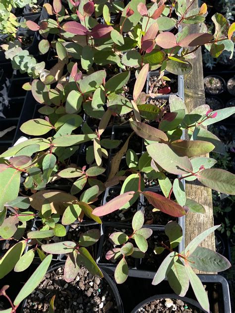 Strawberry Gum – Eucalyptus olida – IndigiGrow