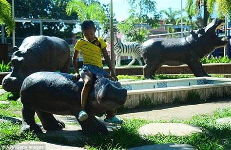 Pablo Escobar's pet hippos have bred and roam village near his home ...