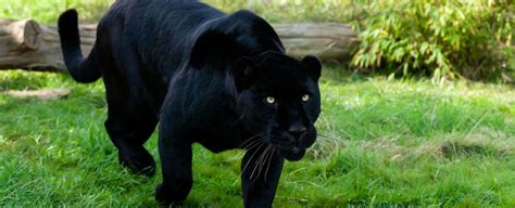 Jaguar Symbolism, Dreams, and Messages - Spirit Animal Totems