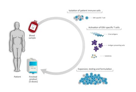 New EBV Immunotherapy Candidate receives FDA Fast Track Designation