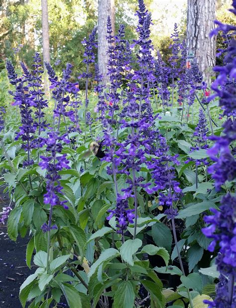 Salvia Indigo Spires - Vincent Gardens