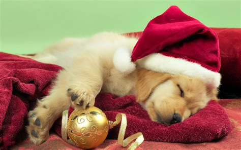 🔥 [50+] Golden Retriever Christmas Wallpapers | WallpaperSafari