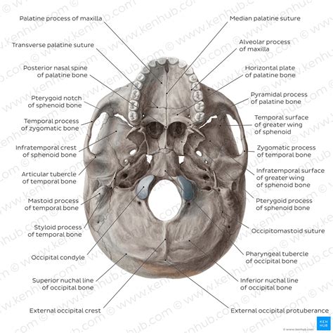 39 inferior skull anatomy labeled