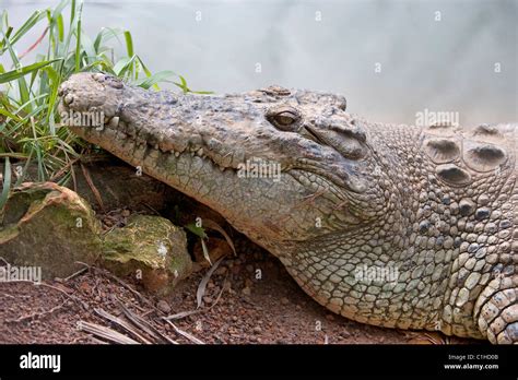 Australia, Northern Territory, Darwin, Crocodylos Park Stock Photo - Alamy