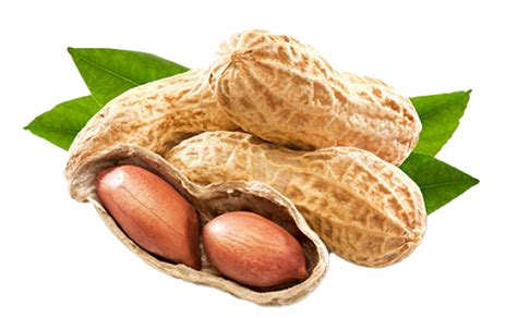 Peanut Shell PNG Transparent Image