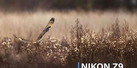 Nikon Z9 Camera Settings | Wildlife Photography | NIKON-TUTORIALS