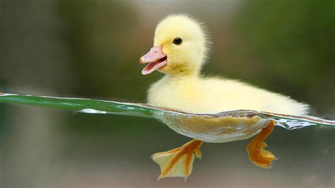 Duckling Swimming in Clear Water wallpaper | animals | Wallpaper Better