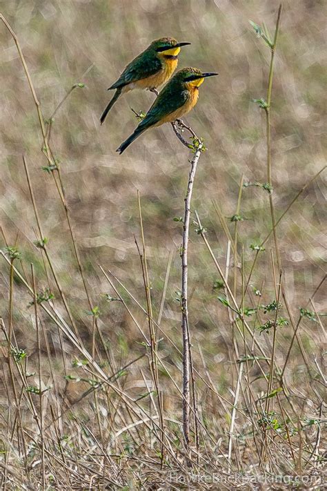 Serengeti Birds - HawkeBackpacking.com