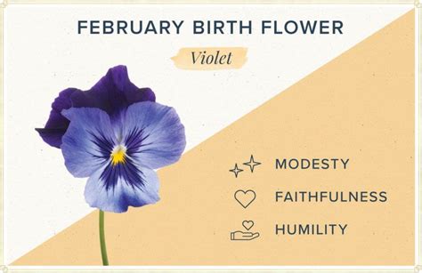 February Birth Flower: The Complete Guide to Violet, Birth Month Flowers