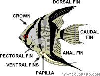 Pin on Fishes