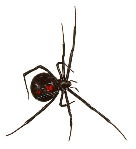 Spider Information , Brown Recluse , Hobo, And Black Widows: Black ...