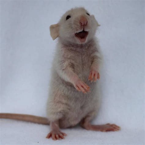 A very happy baby rat! : r/aww