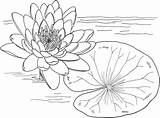 Water Lily Line Art Coloring Pages & coloring Book 6000  sketch template