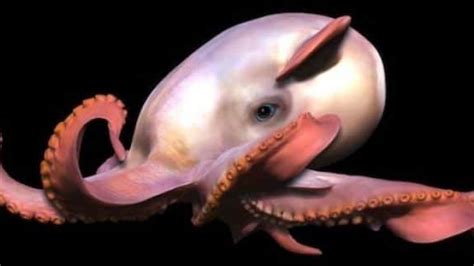 Pulpo “Dumbo” extraña especie que habita el Océano Índico - ioaxaca