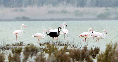 A Black Flamingo Stands in Cyprus | Audubon