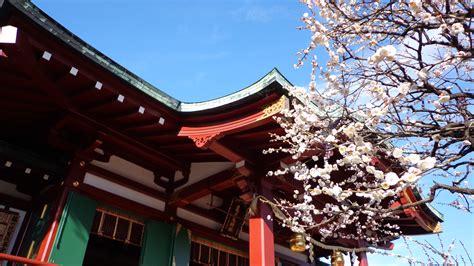 Ume blossom festival at Kameido shrine