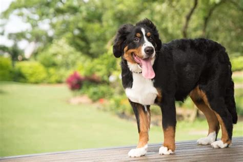 Bernese Mountain Dog Australian Shepherd Mix-Things To Know