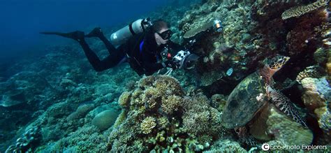 Apo Reef Diving by Marco Vincent Divers - White Beach Puerto Galera