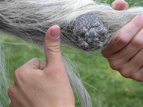 Common Equine Skin Conditions – The Horse