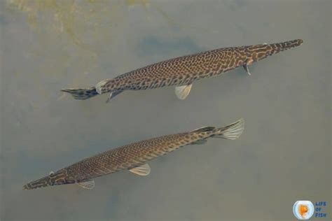 Alligator Gar Size | 9 Interesting Facts You Must Know