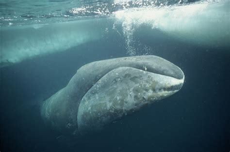 Bowhead whale - WWF Arctic