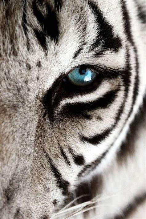 Blue eyed white tiger | Animals wild