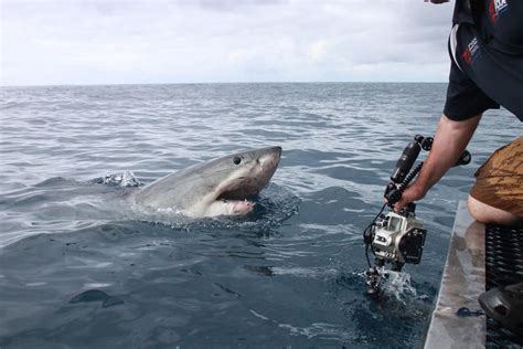 Terrifying shark attack caught up close on camera