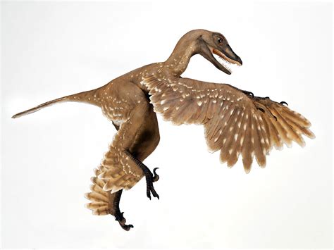 11 Terrifying Dinosaurs That Rocked Feathers Better Than Birds ...