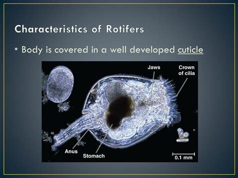 PPT - Phylum Rotifera PowerPoint Presentation, free download - ID:1862199