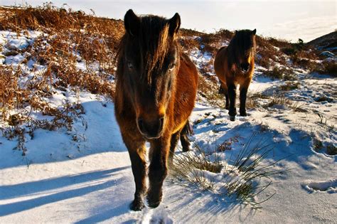 The Famous Dartmoor Ponies - Information on the Dartmoor Pony