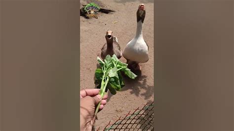 Geese ️ ️.. BOSOM FARM KERALA#duck #exotic #pets #farming #duckling # ...