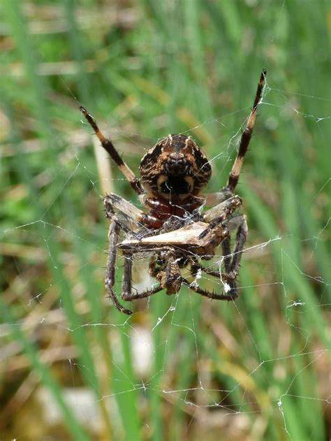 HD wallpaper: Spider, Eating, Grasshopper, Dam, Hunter, spider eating a ...