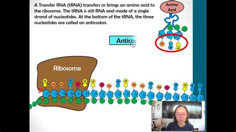 tRNA's and Anticodons - YouTube