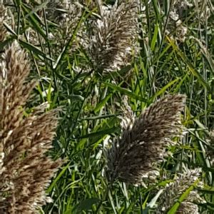 Common Reed/Phragmites - Montana Weed Control Association