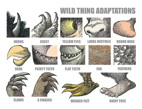 Teach Animal Adaptions Using Where the Wild Things Are