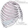 Pathology Outlines - Anatomy, history, grossing & features to report