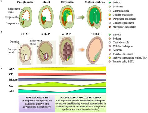 Seed development in Arabidopsis and maize. (A) Schematic representation... | Download Scientific ...