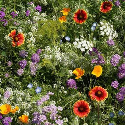 Low Growing Wildflower Seed Mix - 5 Lbs Bulk - Mix of Annual ...