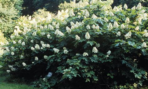 Oakleaf hydrangea - great plant used in massing, wonderful fall color ...