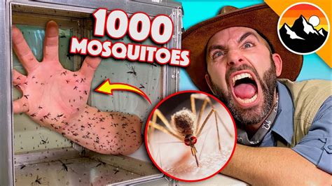 Bitten by 1000 Deadly Mosquitoes! - YouTube