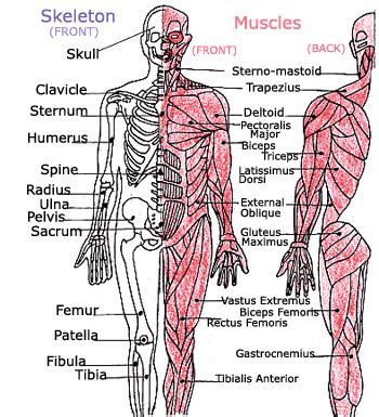 Kids' Health - Topics - Your muscles | Bones and muscles, Body systems, Muscle