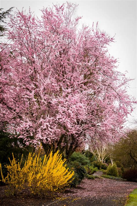 Thundercloud Purple Leaf Plum Trees For Sale | The Tree Center