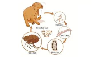 What Do Flea Eggs Look Like On A Dog? (And How To Get Rid Of Them)